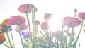 Ranonkels / Ranunculus / Flowers / Bloemen / Persian Buttercup Royalty Free Stock Photo