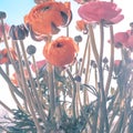 Ranonkels / Ranunculus / Flowers / Bloemen / Persian Buttercup Royalty Free Stock Photo