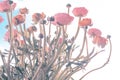 Ranonkels / Ranunculus / Flowers / Bloemen / Persian Buttercup Royalty Free Stock Photo