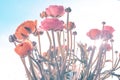 Ranonkels / Ranunculus / Flowers / Bloemen / Persian Buttercup Royalty Free Stock Photo