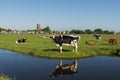 Ransdorp with Cow Royalty Free Stock Photo