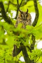 Ransuil, Long-eared owl, Asio otus Royalty Free Stock Photo