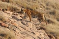 Ranthambore India. Wild tiger hunting Royalty Free Stock Photo