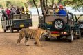 Ranthambore national park, rajasthan, India - June 29, 2021 - wild bengal tiger running or chasing near safari gypsy and canter