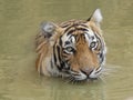Wild tiger cooling off in water at its natural habitat Royalty Free Stock Photo