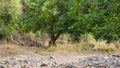 Ranthambore tiger or tigress walking in green forest on territory marking. story telling image of tiger walking in tiger reserve Royalty Free Stock Photo