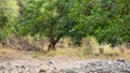 Ranthambore tiger or tigress walking in green forest on territory marking. story telling image of tiger walking in tiger reserve Royalty Free Stock Photo