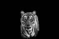 ranthambore wild female bengal tiger or panthera tigris extreme close up Fine art black and white image or portrait in safari at Royalty Free Stock Photo