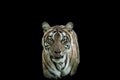 ranthambore wild female bengal tiger or panthera tigris Fine art image closeup or portrait in isolated black background in safari Royalty Free Stock Photo