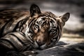 Ranthambore wild male tiger Fine art image portrait of wild male bengal tiger extreme close up with eye contact at ranthambore
