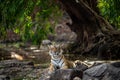 Ranthambore wild tiger krishna or T19 resting on rocks in beautiful scenic nature picturesque scenery location ranthambore india