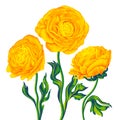 Floral composition with vector flowers Ranunculus, yellow Batrachium.