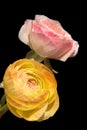 Ranunculus