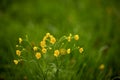 Ranunculus acris flowering in a meadow