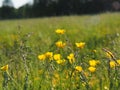 Ranunculus acris - meadow buttercup Royalty Free Stock Photo