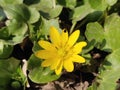 Ranunculus acris