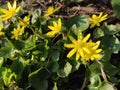 Ranunculus acris