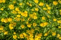 Ranunculus acris - meadow buttercup, tall buttercup, common buttercup, giant buttercup.