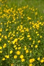 Ranunculus acris - meadow buttercup, tall buttercup, common buttercup, giant buttercup