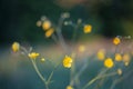 Ranunculus acris meadow buttercup, tall buttercup, common buttercup is a species of flowering plant in the Ranunculacea family. Royalty Free Stock Photo