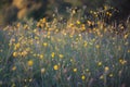 Ranunculus acris meadow buttercup, tall buttercup, common buttercup is a species of flowering plant in the Ranunculacea family. Royalty Free Stock Photo