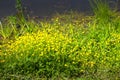 Ranunculus acris meadow buttercup, tall buttercup, common buttercup, giant buttercup