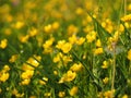 Ranunculus acris - meadow buttercup Royalty Free Stock Photo