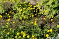 Ranunculus acris Meadow buttercup, Tall buttercup with her yellow flowers Royalty Free Stock Photo