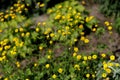 Ranunculus acris Meadow buttercup, Tall buttercup with her yellow flowers Royalty Free Stock Photo