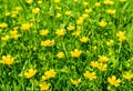 Ranunculus acris meadow in spring Royalty Free Stock Photo