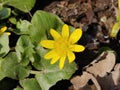 Ranunculus acris