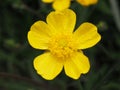 Ranunculus against dark background. Buttercup flower close up. Royalty Free Stock Photo