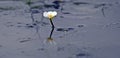 Ranunculus aquatilis, the common water crowfoot or white water crowfoot Royalty Free Stock Photo