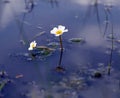 Ranunculus aquatilis, the common water crowfoot or white water crowfoot Royalty Free Stock Photo