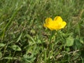 Ranunculus arvensis Hahnenfuss on grassland Royalty Free Stock Photo