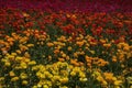 Ranunculus as Far as the Eye Can See Royalty Free Stock Photo