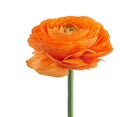 Ranunculus asiaticus buttercup flower Royalty Free Stock Photo