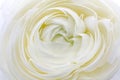 Ranunculus Asiaticus Flower Royalty Free Stock Photo