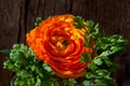 Ranunculus asiaticus or Persian buttercup orange flower wooden background Royalty Free Stock Photo