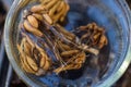 Ranunculus asiaticus or persian buttercup. Presoaking ranunculus corms. Claw like Ranunculus corms.