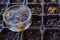 Ranunculus asiaticus or persian buttercup. Presoaking ranunculus corms. Claw like Ranunculus corms.