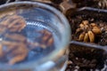 Ranunculus asiaticus or persian buttercup. Presoaking ranunculus corms. Claw like Ranunculus corms, tubers or bulbs.