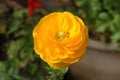 Ranunculus asiaticus, a Persian buttercup.