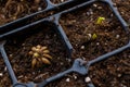 Ranunculus asiaticus or persian buttercup. Sprouting ranunculus corms in a seed tray. Ranunculus corms.