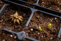 Ranunculus asiaticus or persian buttercup. Sprouting ranunculus corms in a seed tray. Ranunculus corms, tubers or bulbs.