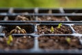 Ranunculus asiaticus or persian buttercup. Sprouting ranunculus corms in a seed tray. Ranunculus corms.