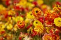 Ranunculus asiaticus red yellow Persian buttercup Royalty Free Stock Photo