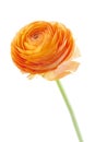 Ranunculus asiaticus on white background Royalty Free Stock Photo