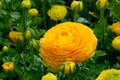 Ranunculus blossom and buds Royalty Free Stock Photo