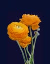 Ranunculus blossoms and bud bouquet macro of orange yellow green blooms on dark blue background Royalty Free Stock Photo